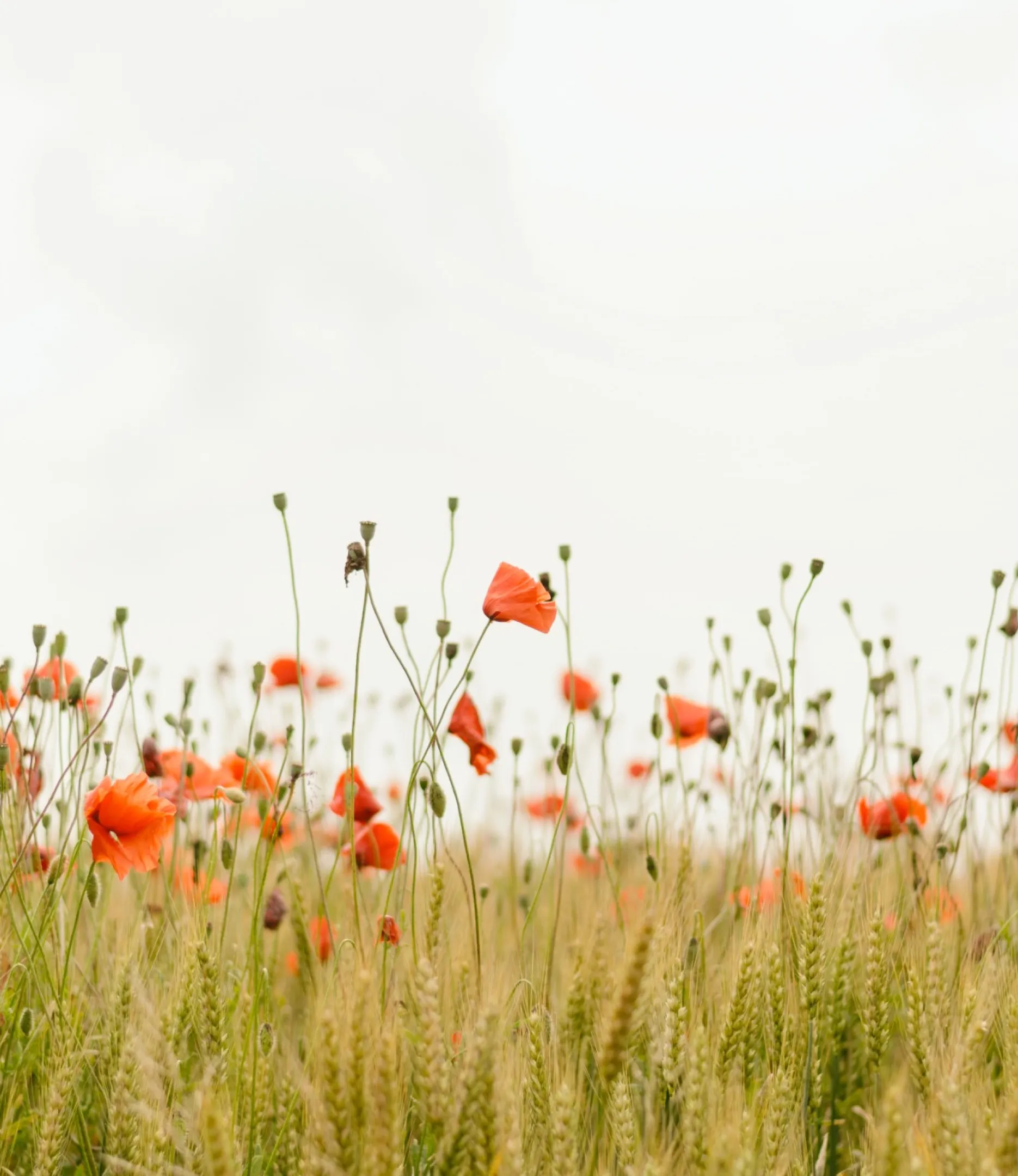 A vibrant field of red poppies blooming in a vast open field.